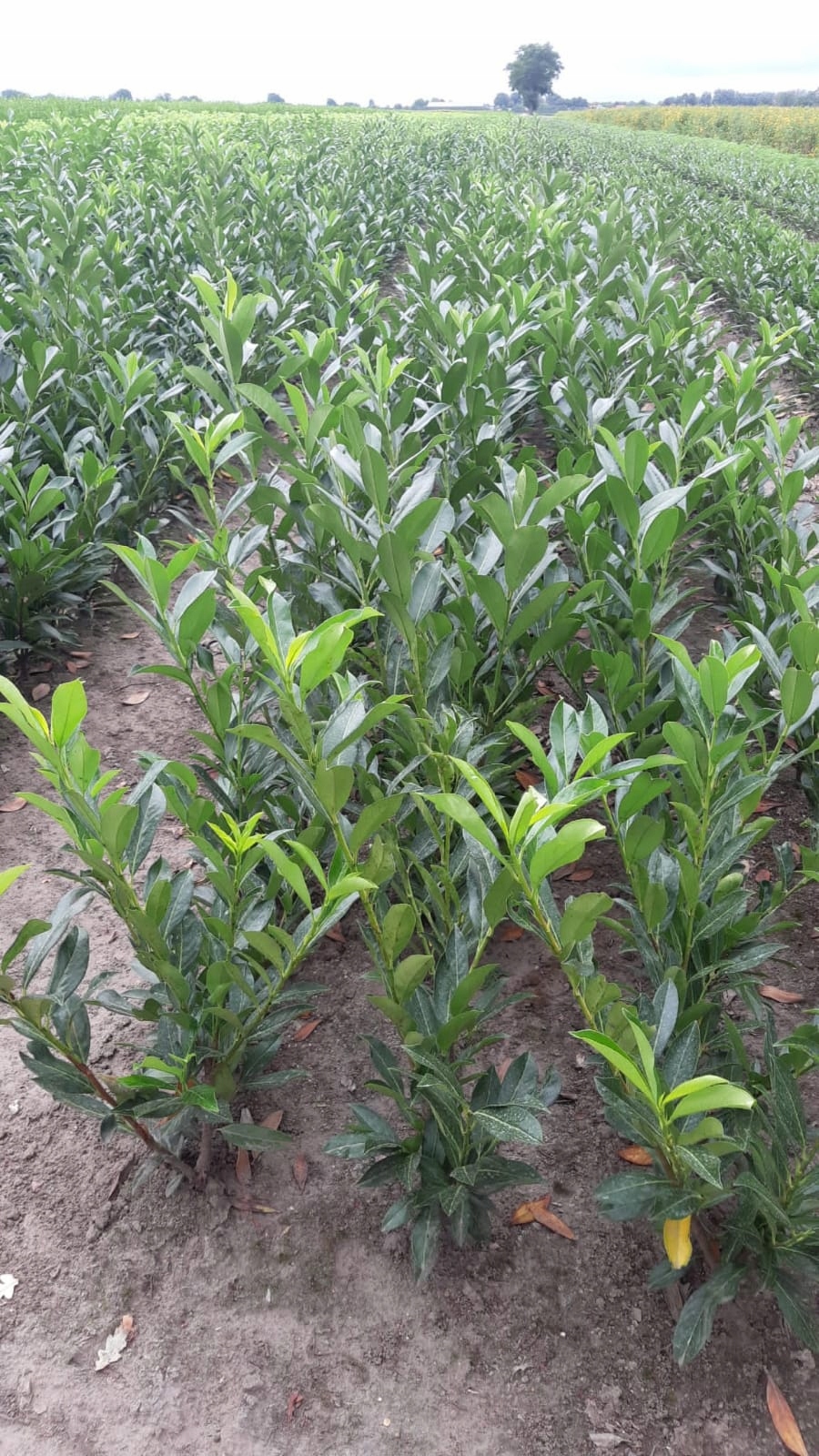 Laurowiśnia wschodnia ROTUNDIFOLIA sadzonki 40-60cm ŻYWOPLOT - obrazek 3