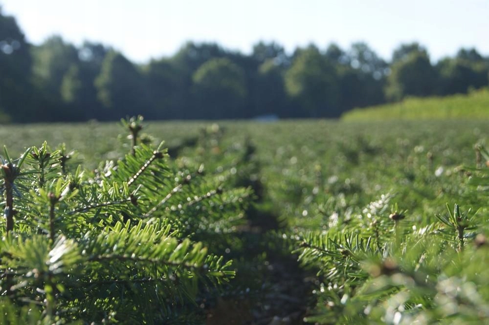Jodła kaukaska 3 letnia 15/20cm pakiet 50szt. - obrazek 3