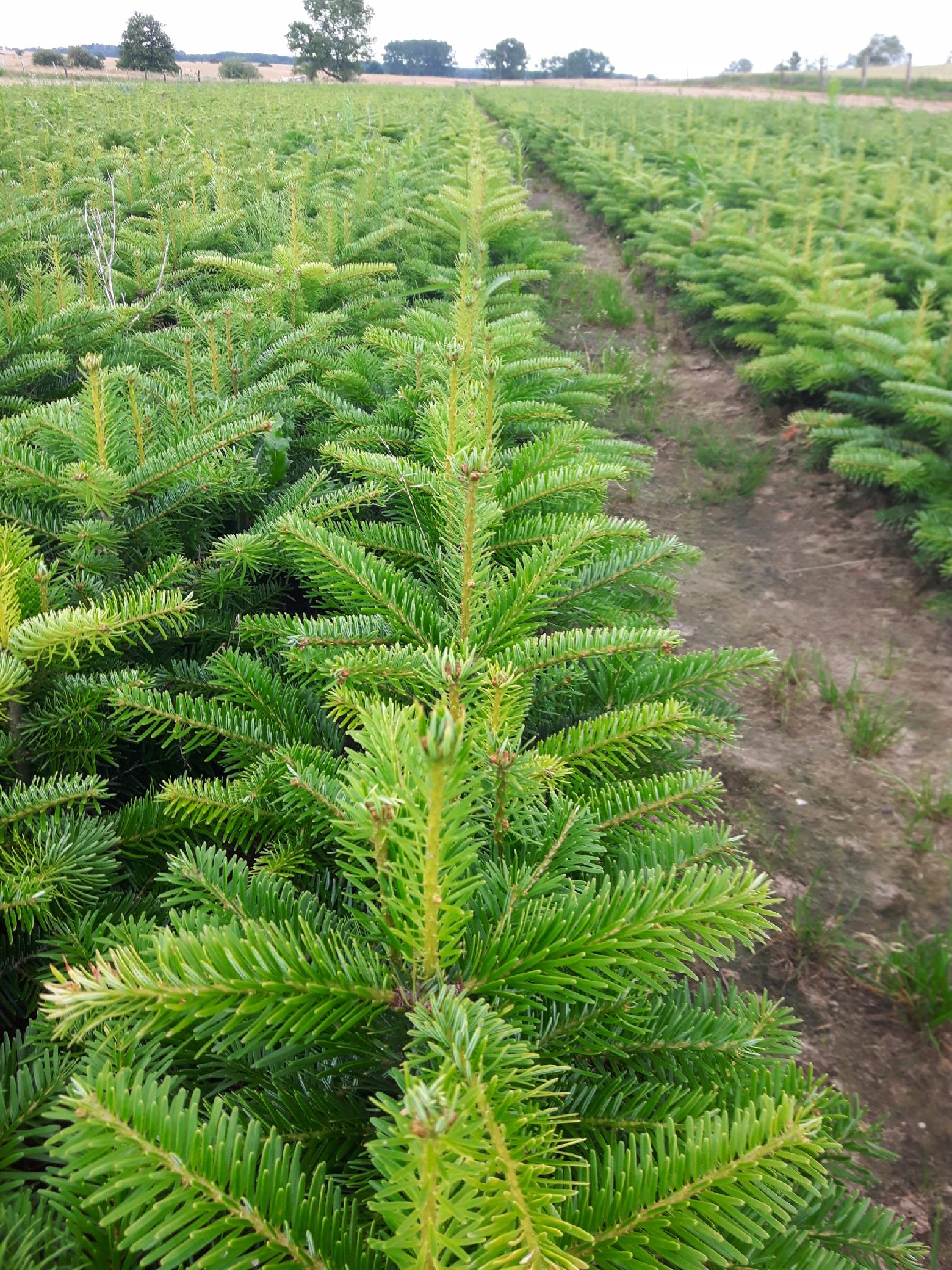Jodła kaukaska 12-30CM SADZONKI NA PLANTACJE - obrazek 2