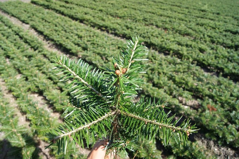 Jodła kaukaska 12-30CM SADZONKI NA PLANTACJE
