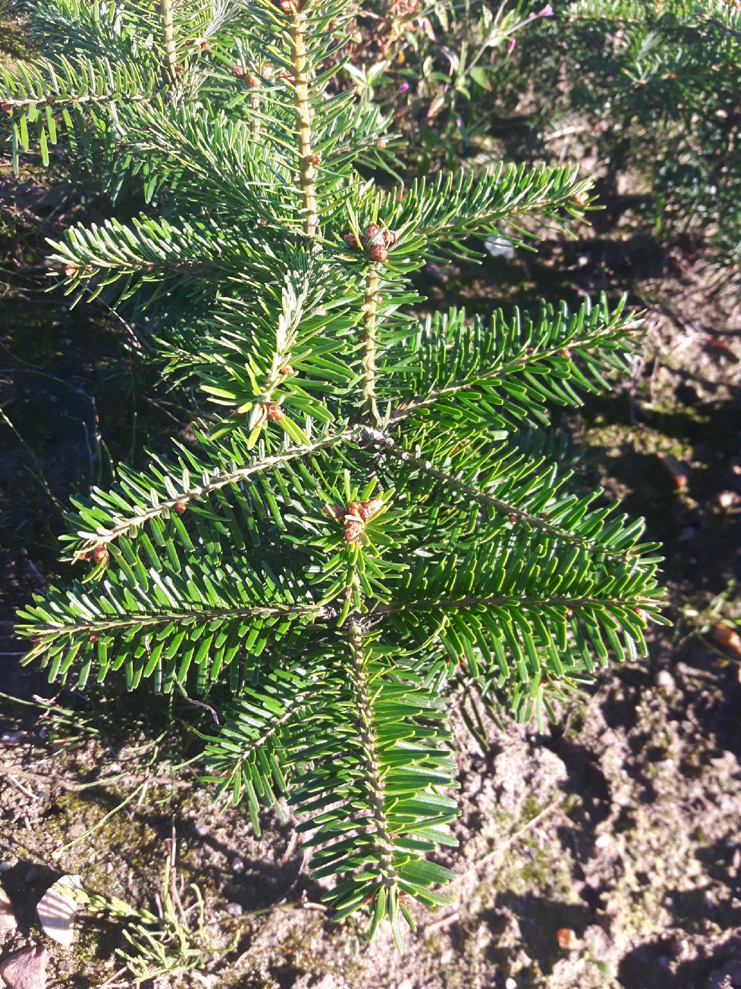 Jodła kaukaska 12-30CM SADZONKI NA PLANTACJE - obrazek 4