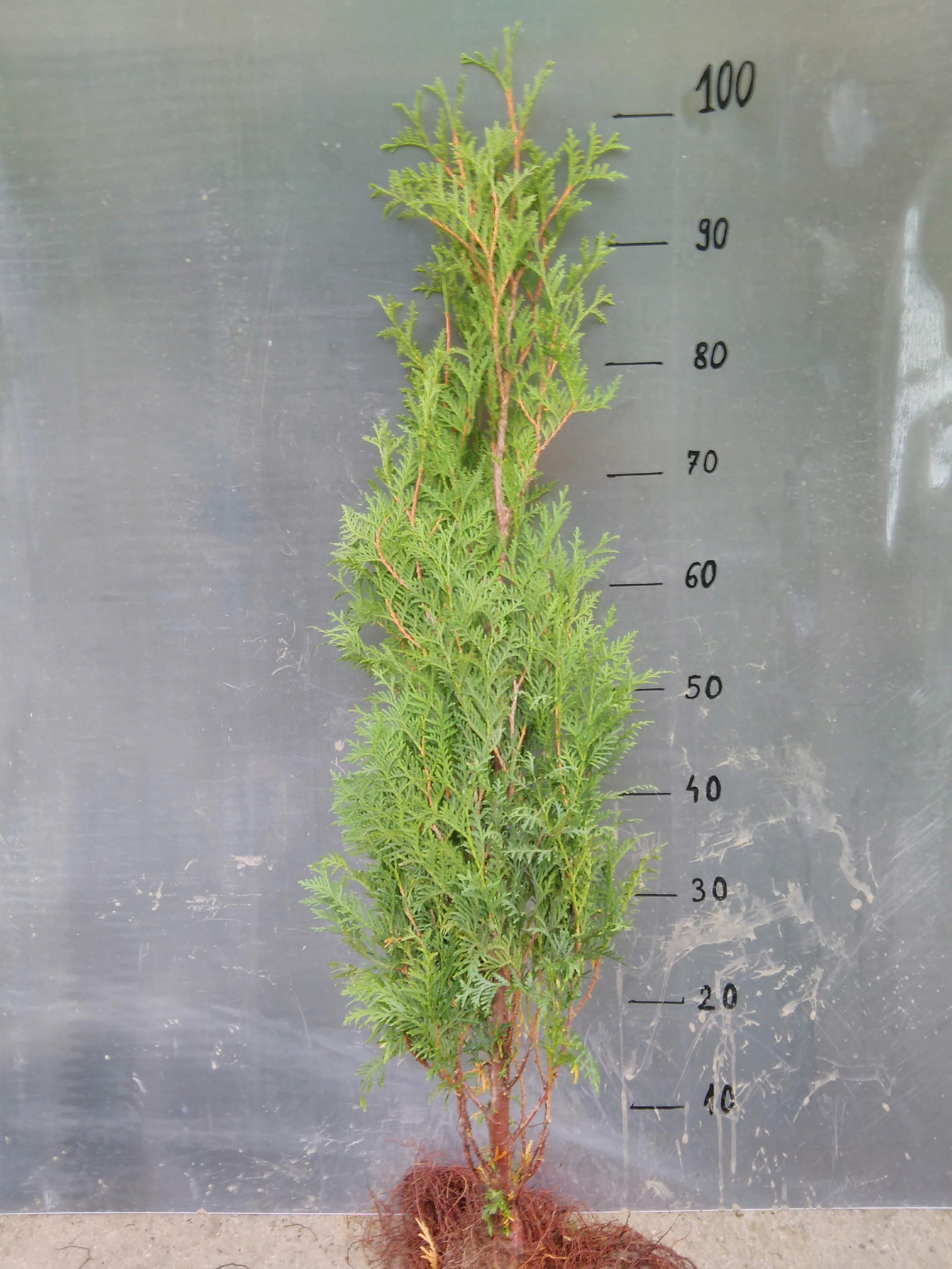 Thuja tuja brabant 80-100cm SUPER ŻYWOPŁOT 40SZTUK