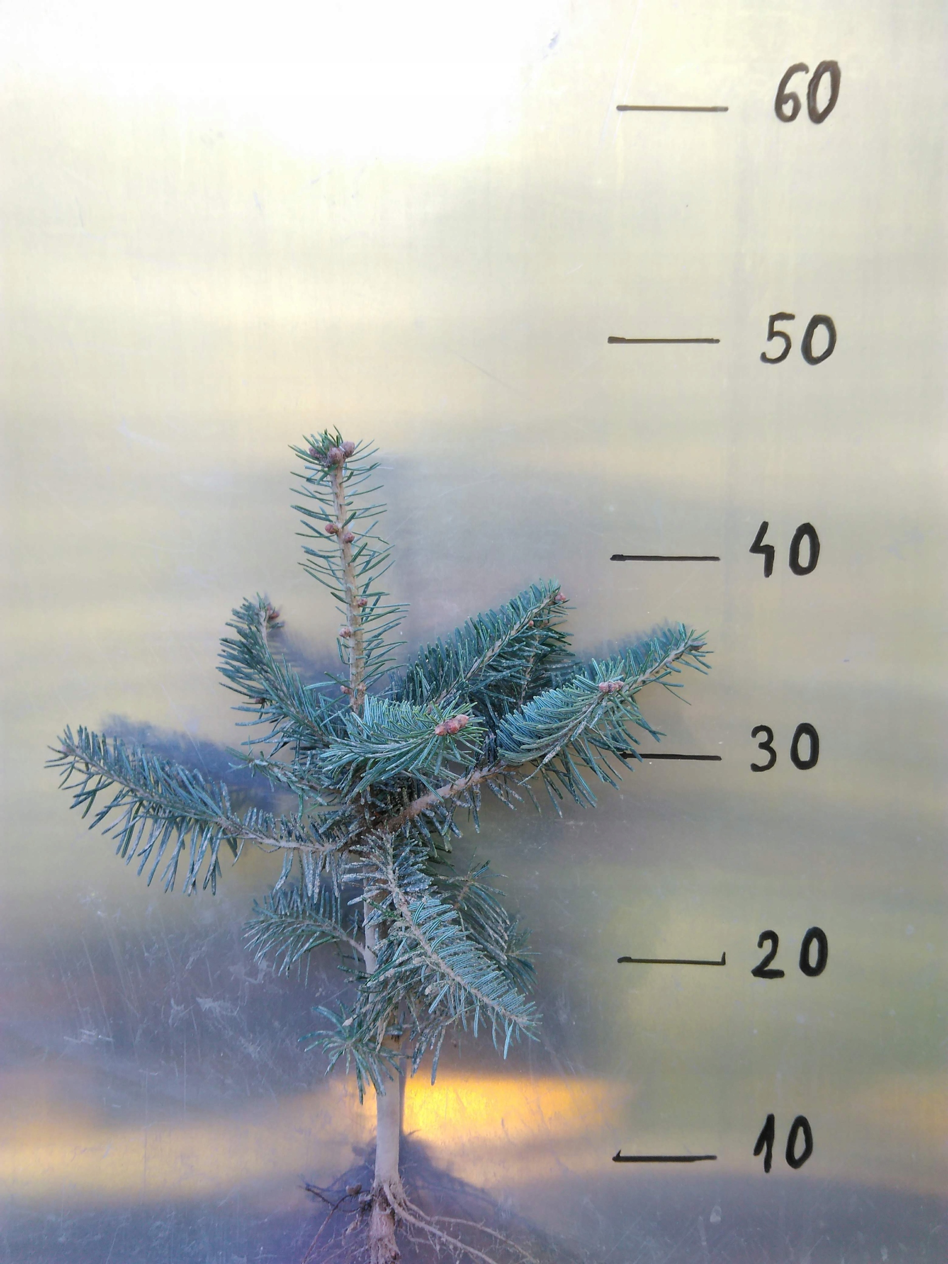 Jodła kaukaska 3 letnia 15/20cm pakiet 50szt.