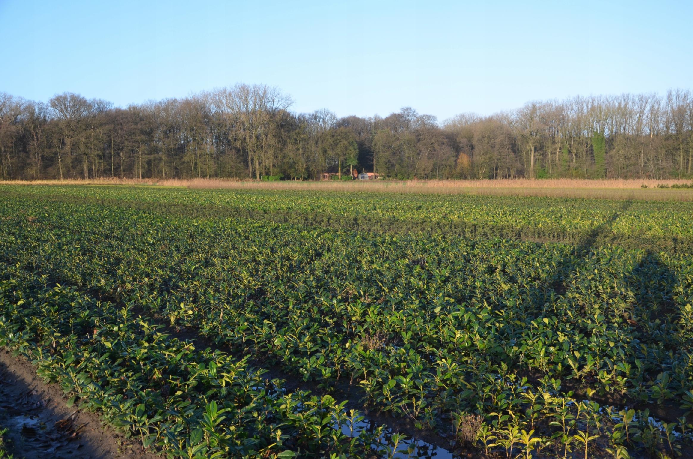 Laurowiśnia wschodnia NOVITA sadzonki 15-30cm ŻYWOPLOT - obrazek 2