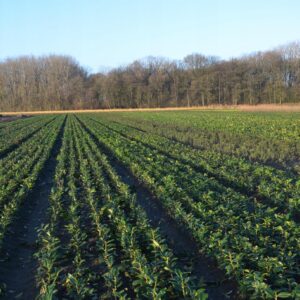 Laurowiśnia wschodnia ROTUNDIFOLIA sadzonki 20-40CM