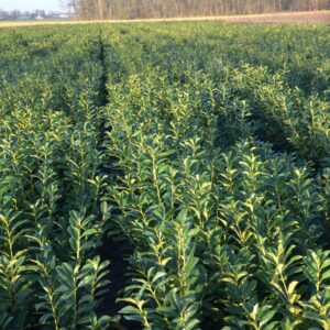 Laurowiśnia wschodnia ROTUNDIFOLIA 60-80CM