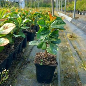 Laurowiśnia wschodnia ETNA sadzonki 15-25cm Doniczka p9 ŻYWOPLOT