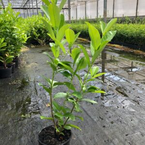 Laurowiśnia wschodnia ROTUNDIFOLIA sadzonki 40-60cm Doniczka c3 ŻYWOPLOT