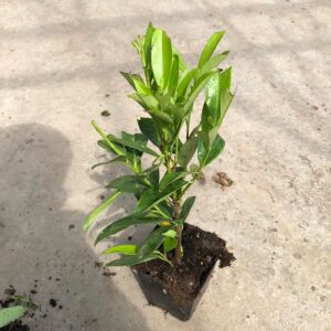 Laurowiśnia wschodnia CAUCASICA sadzonki 15-30cm Doniczka p9 ŻYWOPLOT (