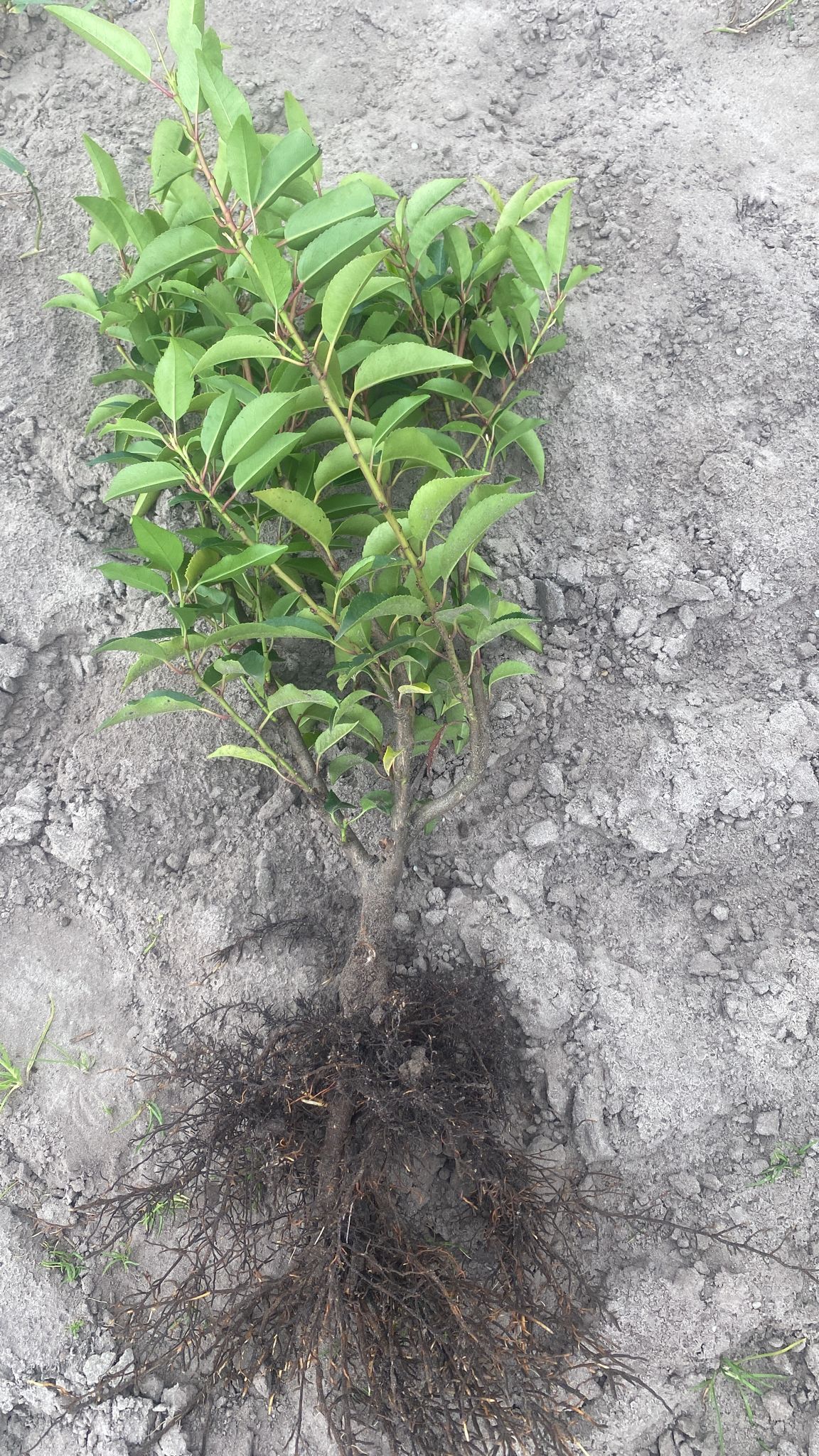 laurowiśnia sadzonka angustifolia