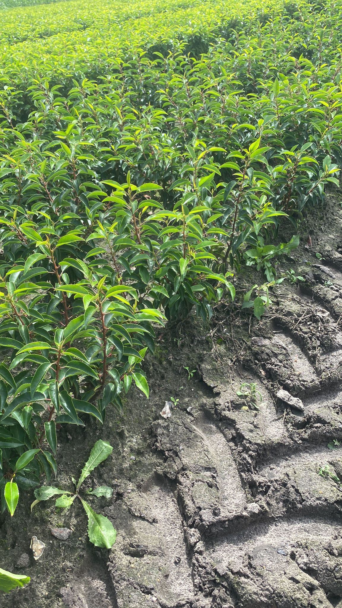 mała sadzonka laurowiśnia angustifolia