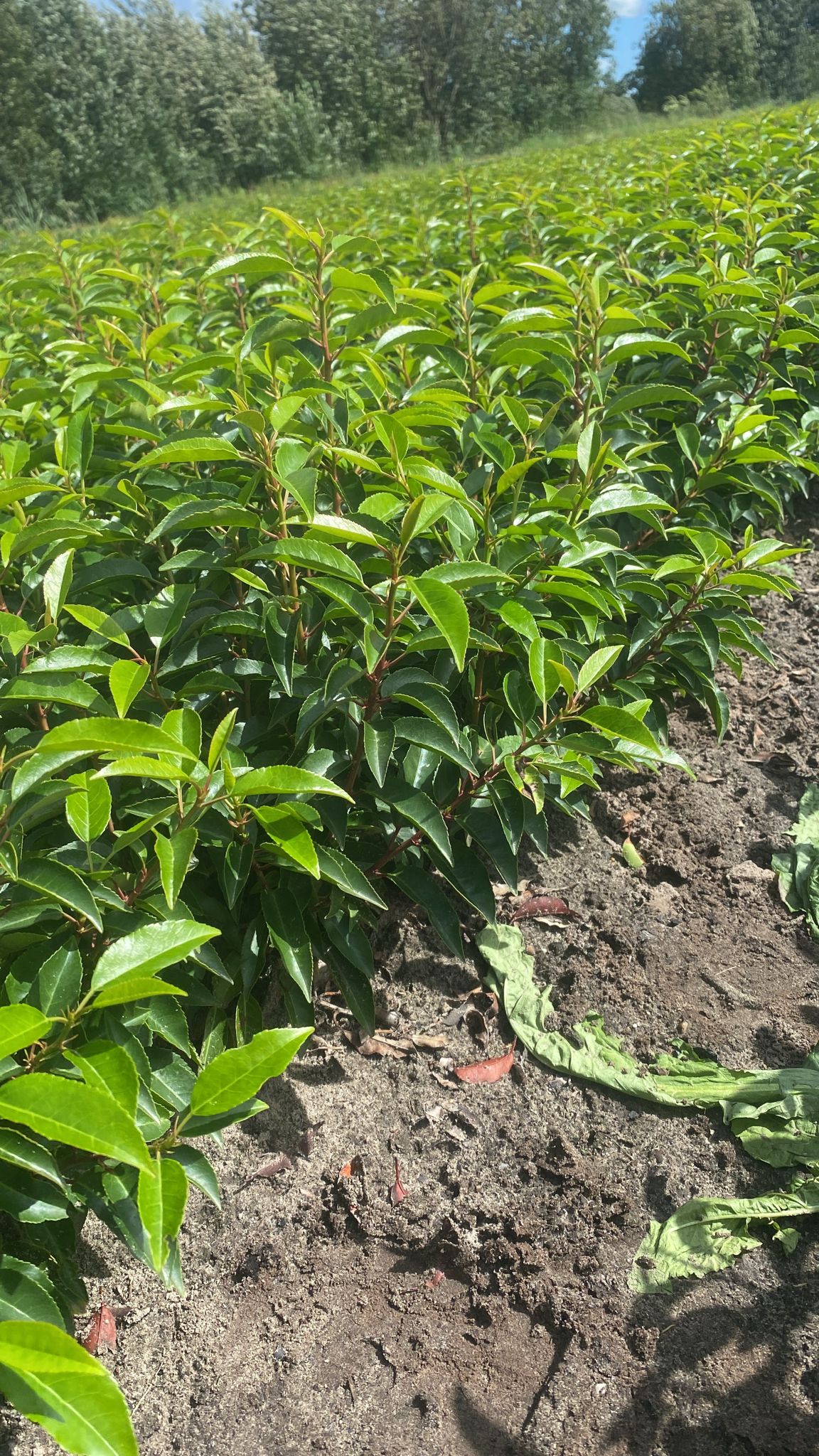 sadzonki laurowiśnia angustifolia