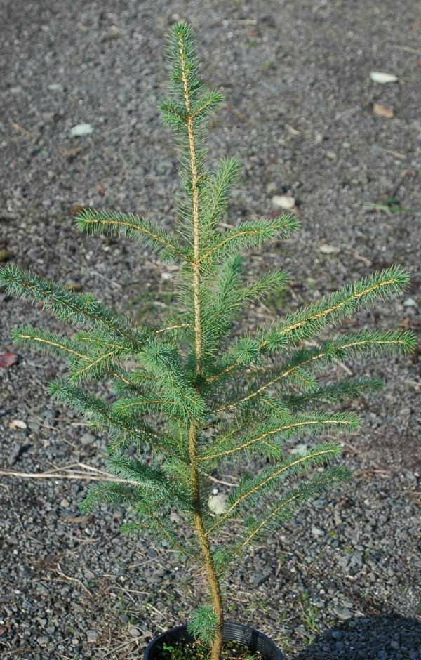 Świerk SITKAJSKI 3letni 30-60 cm sadzonki