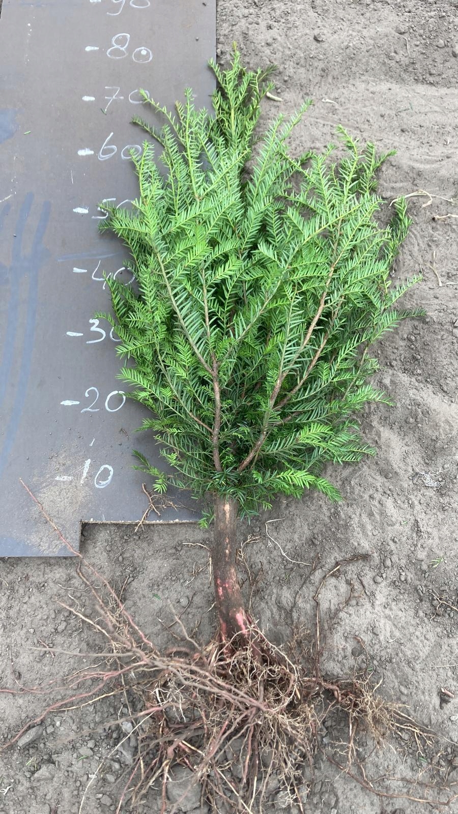 Cis pospolity 60-80 cm taxus bacata