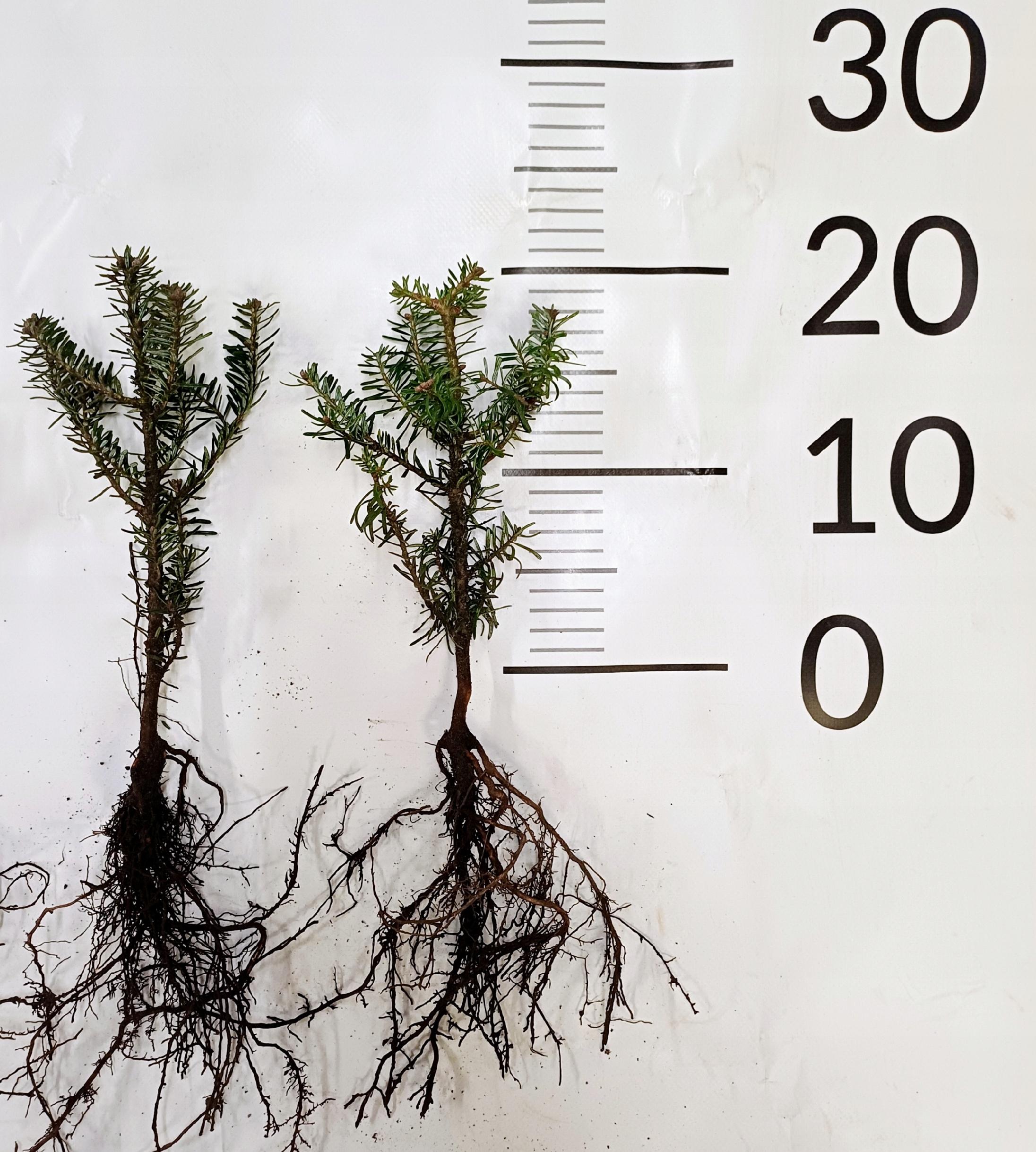 Jodła koreańska NIEBIESKIE SZYSZKI 10-20 cm abies koreana - obrazek 2