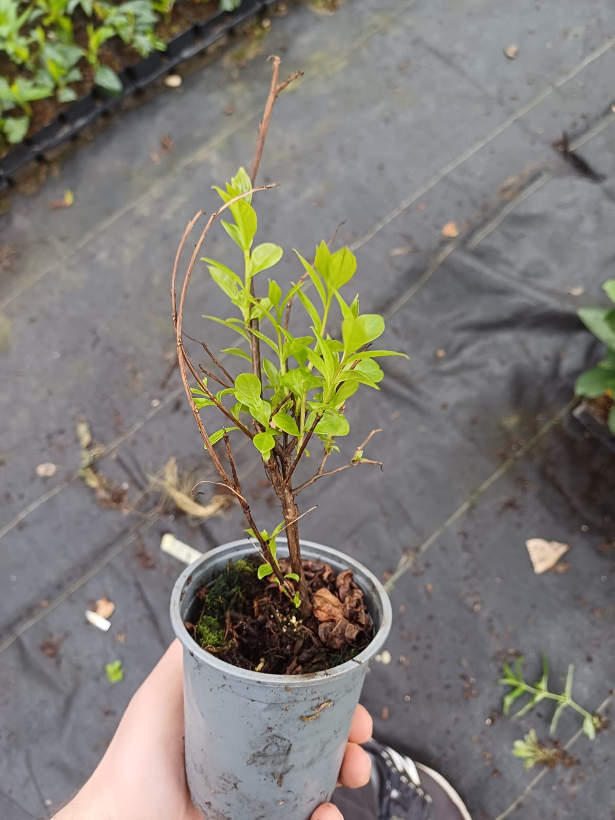 LAGERSTROEMIA INDYJSKA PETIT RED NAJDŁUŻEJ KWITNĄCY KRZEW ŚWIATA MIODODAJNA - obrazek 7