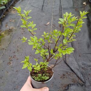 LAGERSTROEMIA INDYJSKA PINK, BEZ POŁUDNIA, NAJDŁUŻEJ KWITNĄCY KRZEW ŚWIATA