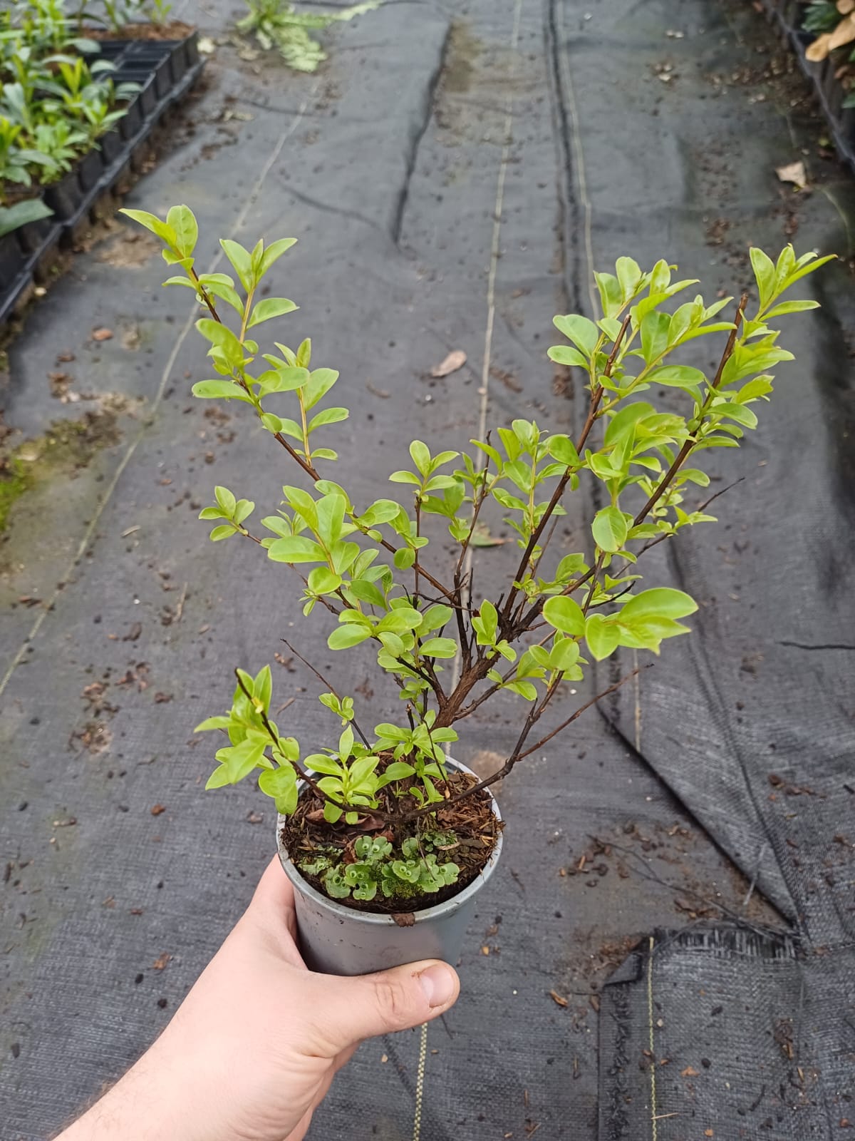 LAGERSTROEMIA INDYJSKA PETIT RED NAJDŁUŻEJ KWITNĄCY KRZEW ŚWIATA MIODODAJNA - obrazek 4