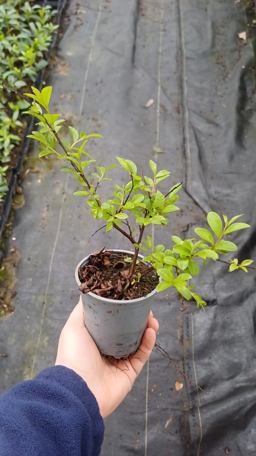 LAGERSTROEMIA INDYJSKA PETIT RED NAJDŁUŻEJ KWITNĄCY KRZEW ŚWIATA MIODODAJNA - obrazek 5