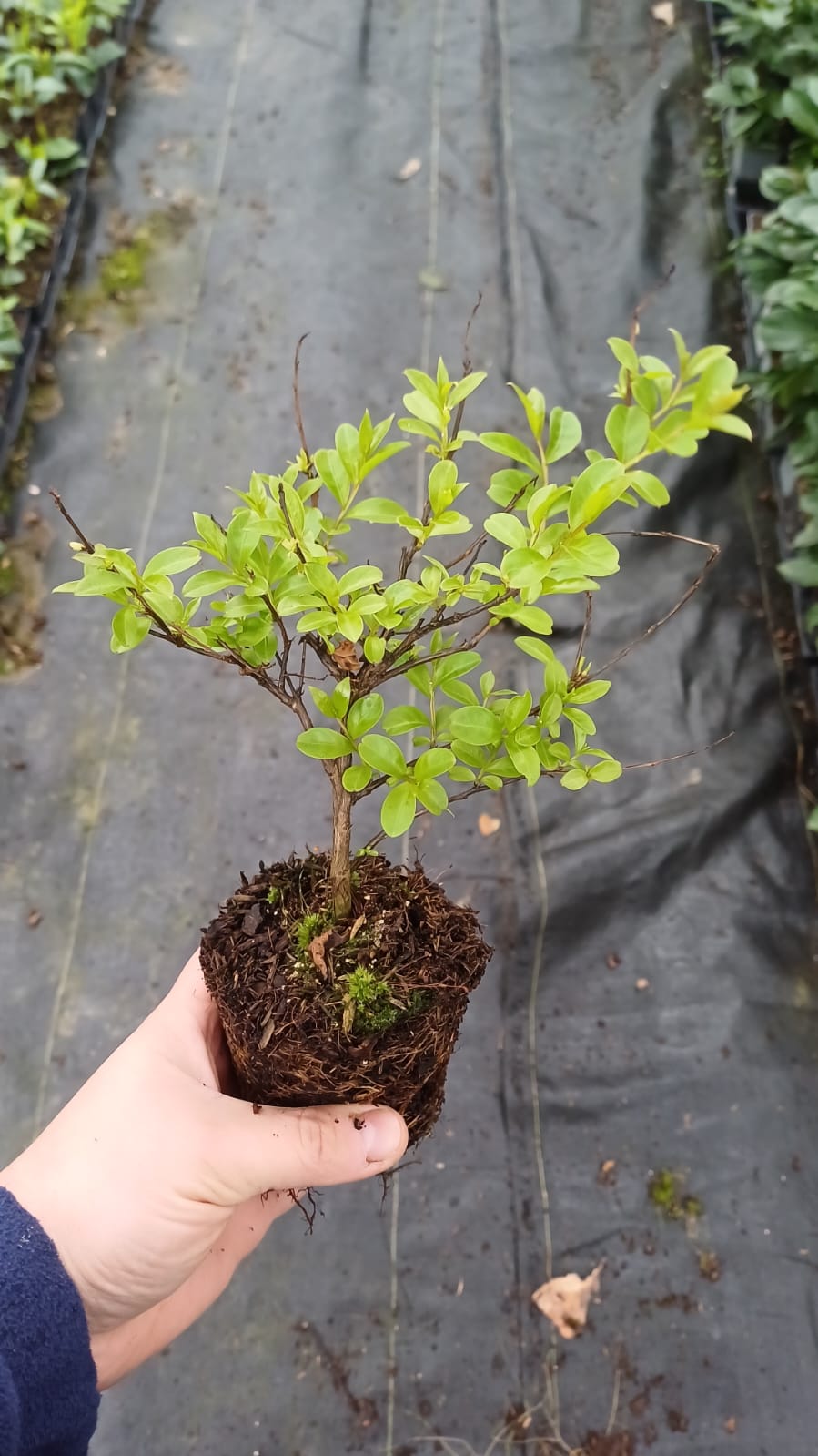 LAGERSTROEMIA INDYJSKA PETIT RED NAJDŁUŻEJ KWITNĄCY KRZEW ŚWIATA MIODODAJNA - obrazek 6