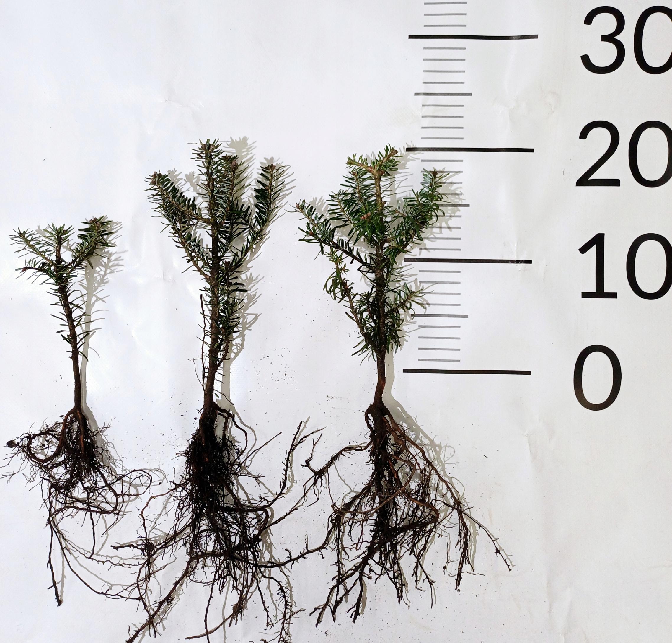Jodła koreańska NIEBIESKIE SZYSZKI 10-20 cm abies koreana