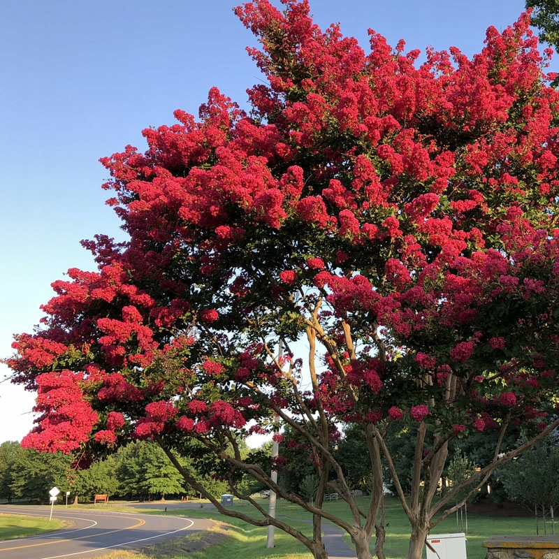 LAGERSTROEMIA INDYJSKA PETIT RED NAJDŁUŻEJ KWITNĄCY KRZEW ŚWIATA MIODODAJNA - obrazek 3