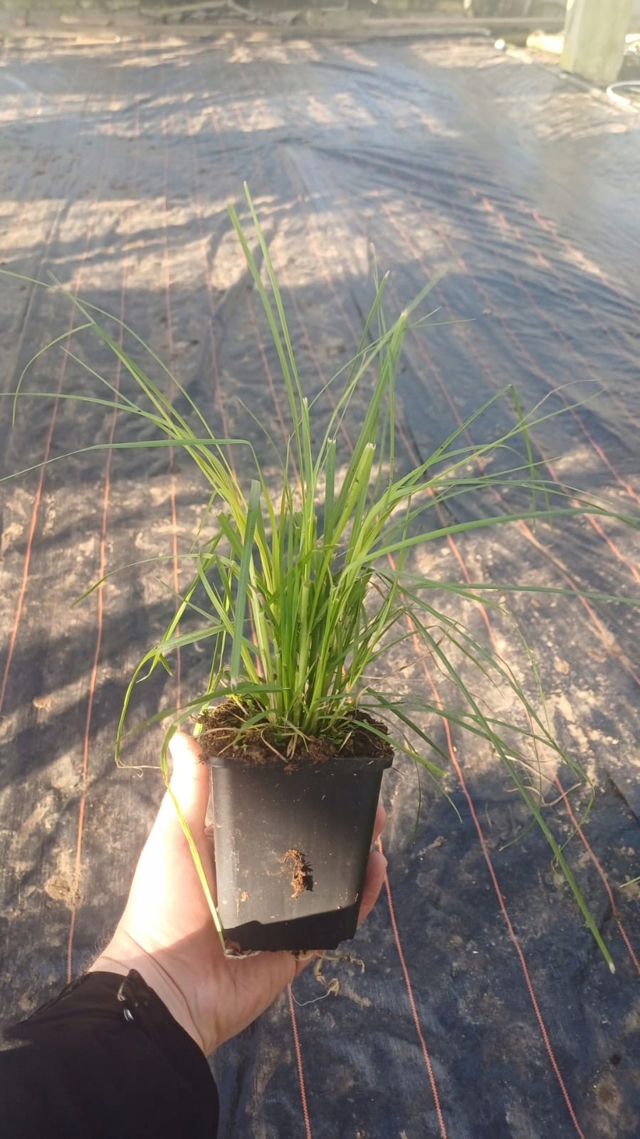 Różowa TRAWA PAMPASOWA sadzonki w donicy Cortaderia - trawa ozdobna różowa - obrazek 2