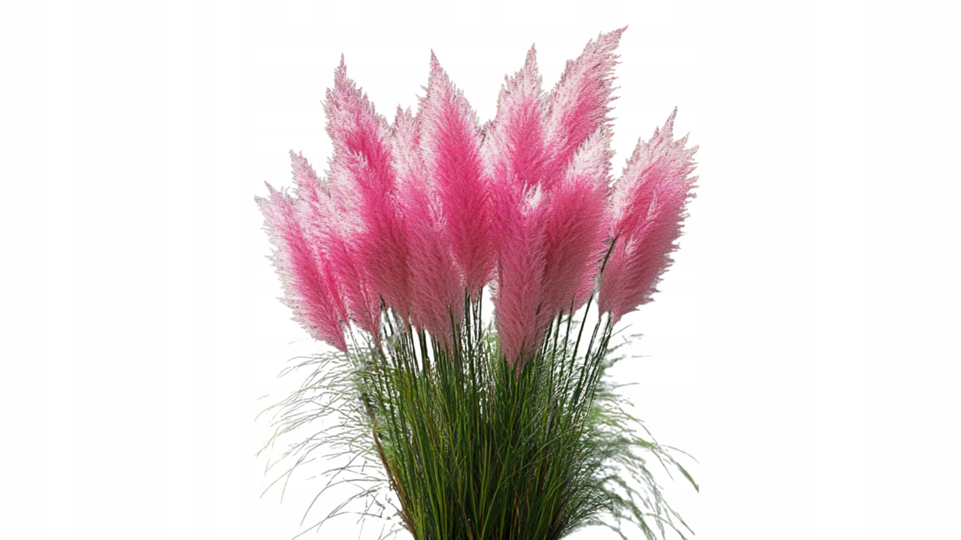 Różowa TRAWA PAMPASOWA sadzonki w donicy Cortaderia - trawa ozdobna różowa - obrazek 3