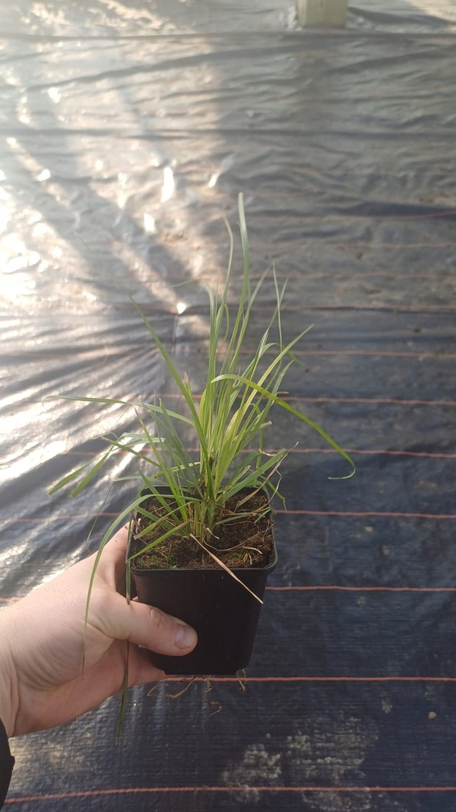 Różowa TRAWA PAMPASOWA sadzonki w donicy Cortaderia - trawa ozdobna różowa - obrazek 6