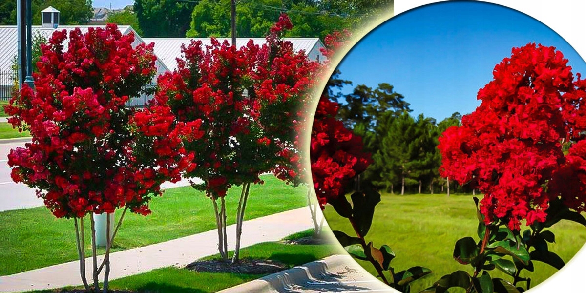 LAGERSTROEMIA INDYJSKA PETIT RED NAJDŁUŻEJ KWITNĄCY KRZEW ŚWIATA MIODODAJNA