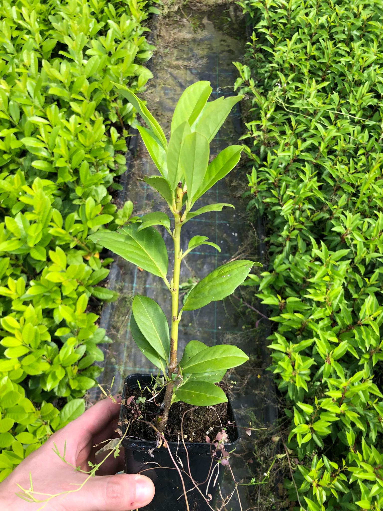 8d1703736077503ec9dfd0d9314f40db