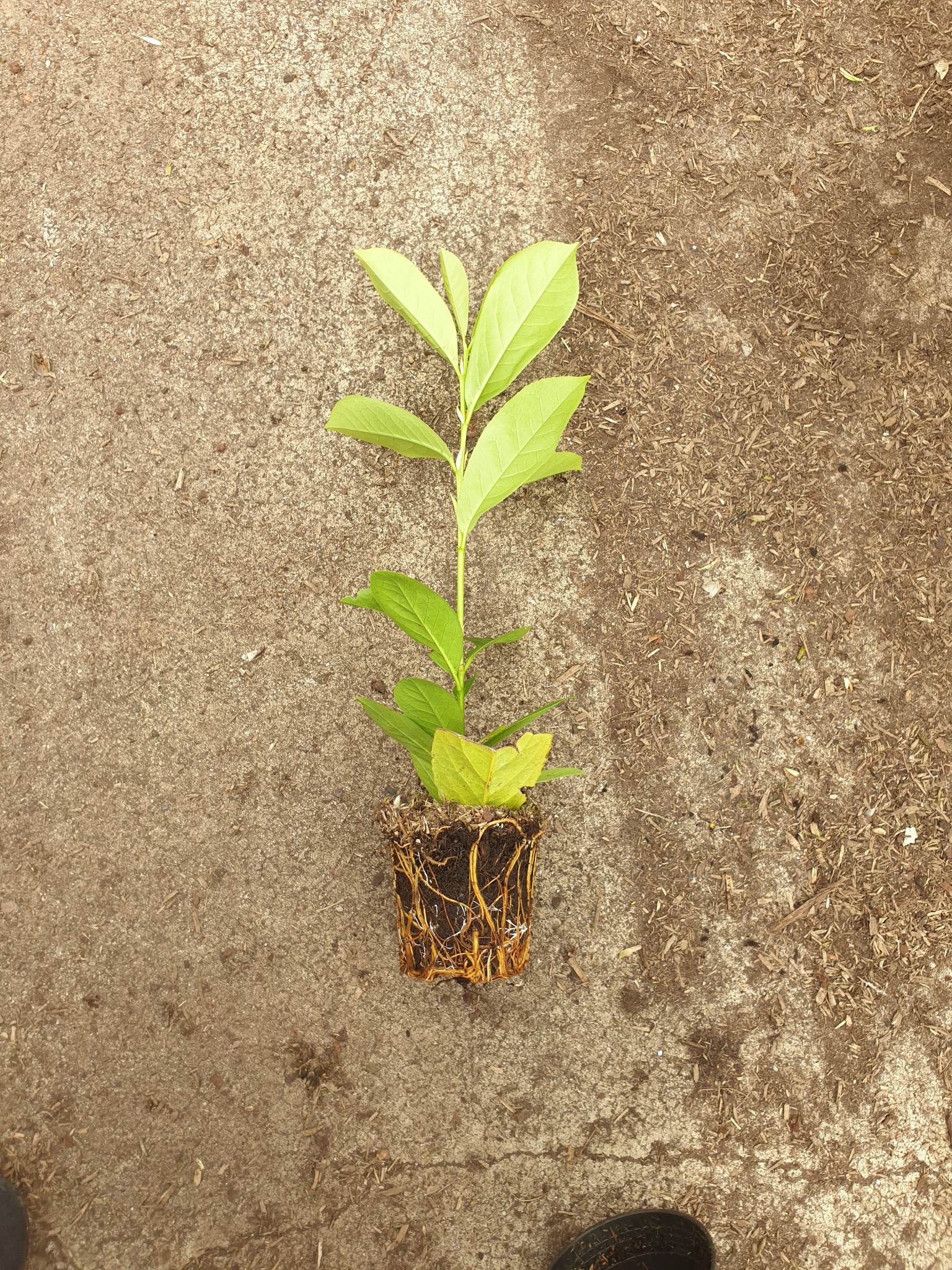 f159a18135dc8a7cca9bc90d0d9f2947