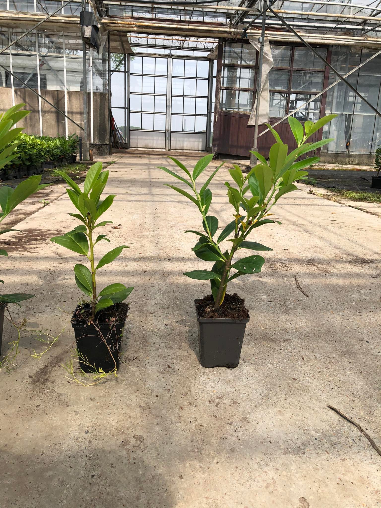 16654c6d9748bd7aed6943a324c29a28