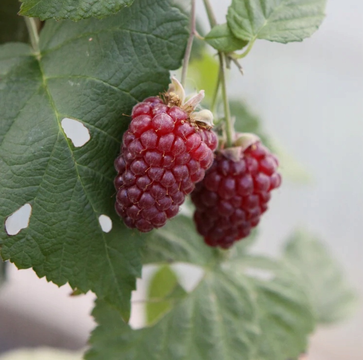 1099a7facf5875f62a1c888388f5744d